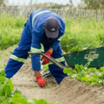 Garden Worker (X2 Post) garden-worker-x2-post